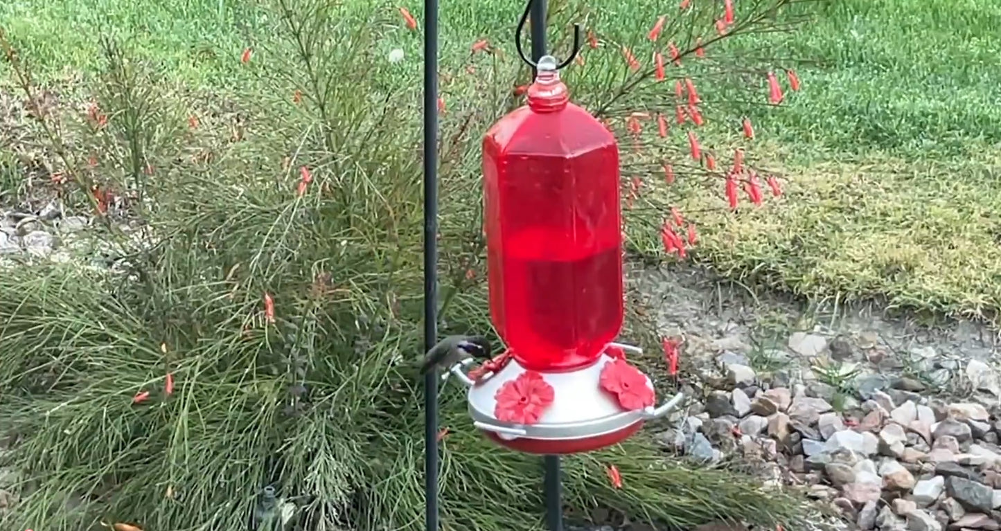 HUMMINGBIRD FEEDER - M79990 - SINGLES