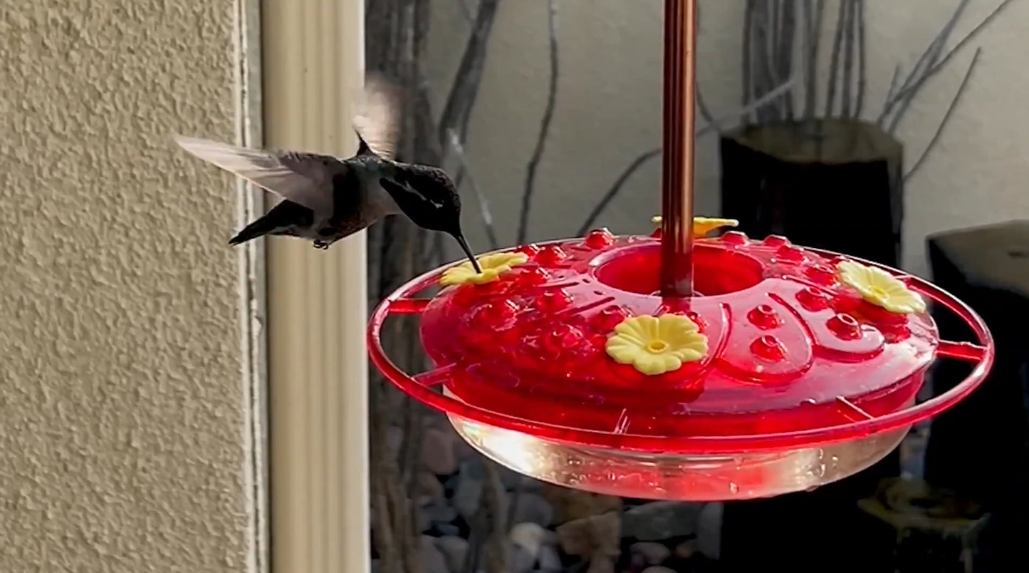 Set of 2 Mini Flat Hummingbird Feeder